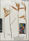 Foto von Salix geyeriana Andersson